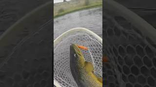 27inch trophy brown trout fishing trout browntrout troutfishing fish [upl. by Adnamra530]