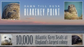 Dawn to Dusk on Blakeney Point with 10000 Atlantic grey seals  North Norfolk Magic [upl. by Mogerly610]