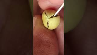 Whats Inside a Ripe Cardamom Pod [upl. by Eldin]