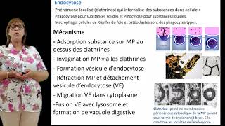 Endocytose [upl. by Maisey]