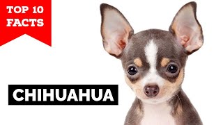 Chihuahua  Top 10 Facts [upl. by Hartwell]