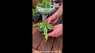 How to grow Creeping Jenny Lime Lysimachia nummularia Pond Plant [upl. by Augustina821]