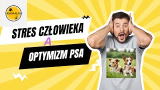 Czy ludzki stres wpływa na optymizm psa [upl. by Acsot]