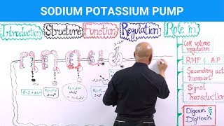 Sodium Potassium Pump  Na⁺  K⁺  ATPase [upl. by Ispep814]