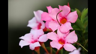 Mandevilla  Perfect Flowering Vine How to Care amp Grow the Magical Mandevilla [upl. by Chancellor]