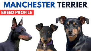 Manchester Terrier Breed Profile History  Price  Traits Manchester Terrier Grooming Needs Lifespan [upl. by Philbert]