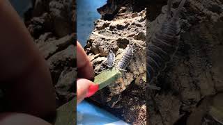 Coolest isopods to feed P hoffmannseggi isopods bug [upl. by Ttessil]