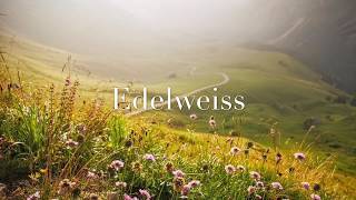 OST The Sound Of Music  Edelweiss Instrumental [upl. by Ng]