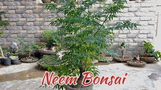 Neem bonsai making  bakain bonsai [upl. by Erbma218]