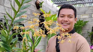 Dendrobium discolor anggrek spesies dengan banyak varian broomfildi tanimbar merauke [upl. by Attena]