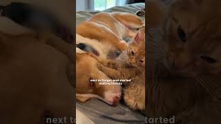 Kitten Is So Obsessed With Her New Pittie Sister  The Dodo [upl. by Katharina]