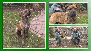 Hundevermittlung  NovemberDezember 2020 Tierheim Hannover TV [upl. by Benge]