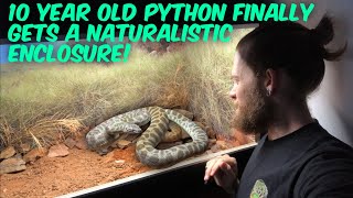 My 10 Year Old Stimson’s Python Gets His First Vivarium [upl. by Niletac]