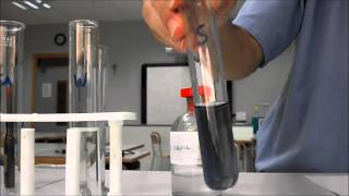 Enzyme experiment amylase starch iodine [upl. by Rap38]