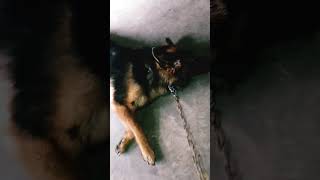 Chad ki chadini hindi songhasky dog and garman shaft dog youtubeshorts tendimg husky shots [upl. by Iamhaj5]