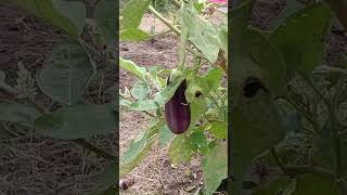 వంకాయమొక్కsolanum melongena🌹🌹solanaceae family🌾🌾binjal farming🔥 దివి సీమ 🔥9014066710💞 [upl. by Ahsa112]