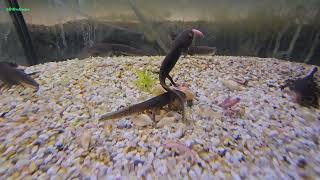 Ambystoma rivulare 16022024 [upl. by Barnaby]