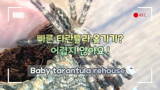 오너멘탈 집갈이 어렵지 않아요 Poecilotheria regalis [upl. by Shandeigh]