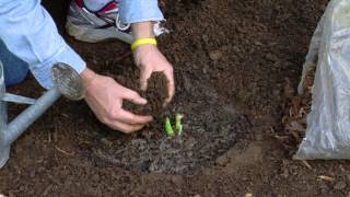 How To Plant a Bare Root Daylily  Cottage Farms Direct [upl. by Ahsiekal]