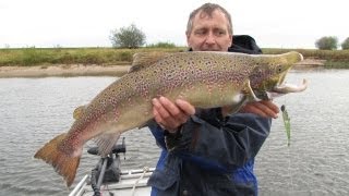 Lachs beim Zanderangeln auf der Elbe vom Boot [upl. by Cairns]