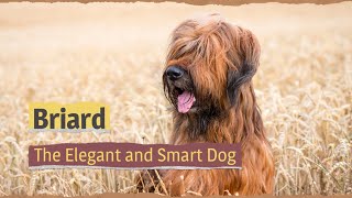 Briard – The Elegant and Smart Dog [upl. by Gundry]