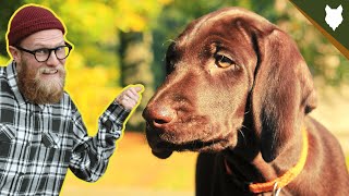 German Shorthaired Pointer Puppy Fun [upl. by Acimat]