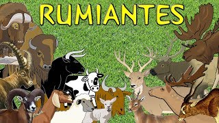 Animales rumiantes para niños [upl. by Georgie291]