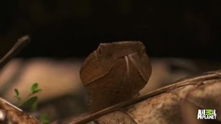 Mama Copperhead Snake Gives Birth to Slithery Babies [upl. by Shepard]