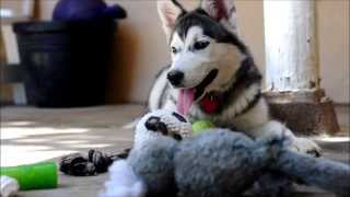 Lillie  HuskyMalamute Mix Puppy Board and Training [upl. by Ahsetel95]