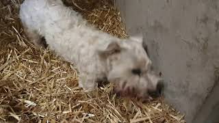 Ratting with terriers 150 rats caught in The Bales [upl. by Strawn]