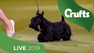 Crufts 2019 Day 3  Part 3 LIVE [upl. by Ivz462]