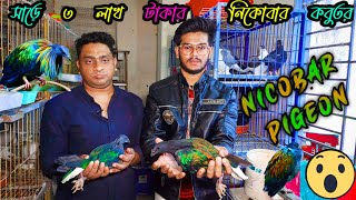 নিকোবর কবুতরের ভিডিও করতে গিয়ে মহাবিপদ  নিকোবার কবুতর পালন পদ্ধতি  how to rear nicobar pigeon [upl. by Euqinu]