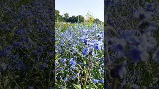 cynoglossum 💙 pollinators winnowfarmseeds [upl. by Forrer]