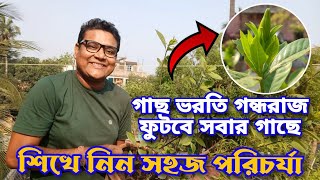 সবার গন্ধরাজ গাছে আসবে প্রচুর ফুল শিখে নিন কি করতে হবে  Gardenia  Gandharaj plant care in summer [upl. by Gnilhsa]