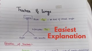 Trachea  Pathway  Relation  Neurovasculature  Anatomy [upl. by Barber751]