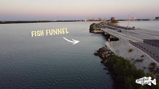 Tampa Bay Bridge Fishing for Saltwater GIANTS Tampa BayClearwater Causeway [upl. by Marentic]