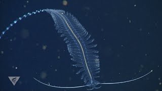 Weird and wonderful deepsea worms [upl. by Derwin]