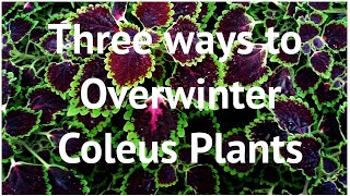 Three ways to overwinter coleus plants [upl. by Eneroc]