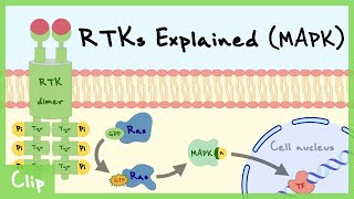 MAPK Pathway Of Receptor Tyrosine Kinase Explained  Clip [upl. by Merri987]