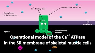 Operational model of Ca2 ATPase in the SR membrane of skeletal muscle cells [upl. by Clarence]