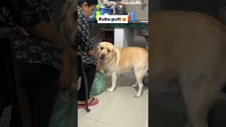 Haan ke haan 😍  labra rubi  youtubeshorts shorts labrador dog cute trending emotional [upl. by Va450]