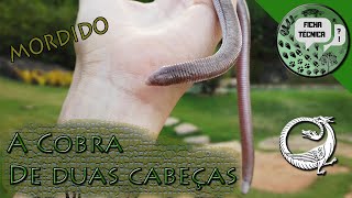 Uma COBRA de DUAS CABEÇAS ANFISBENA  COBRA CEGA Ficha Técnica  CAMPOS BIOLOGIA [upl. by Ridley288]