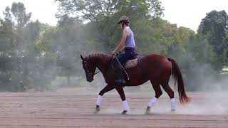 Missoula Sorrel FILLY 2024 SALE  Presented by Double Dan Horsemanship [upl. by Mcquillin606]