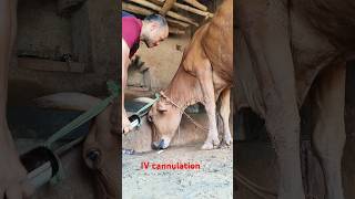 quickest and easiest intravenous injection in jugular veinanimal shortviral cow [upl. by Sweatt]