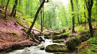 Un havre de paix chez vous  Belle forêt ruisseau et sons naturels chants doiseaux F Amathy [upl. by Kilroy162]