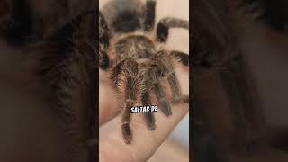 AS ARANHAS MAIS PERIGOSAS DO MUNDO animais aranhas animaisvenenosos curiosidades shortsviral [upl. by Einttirb]