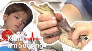 Krokodil im Gesicht Wie kommt das Tier da hin  Klinik am Südring  SAT1 [upl. by Giacopo]