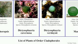 List of Plants of Order Cladophorales chaetomorpha algae amphibia aerea cavernosa pellucida linum [upl. by Traver]