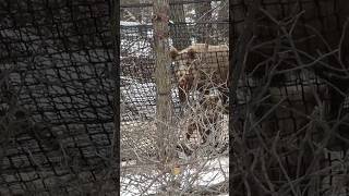 HUGE MANITOBA WILD BOAR TRIES TO JUMP OUT OF TRAP wildboar wildpig wildboartrap huntfishmb [upl. by Neu121]