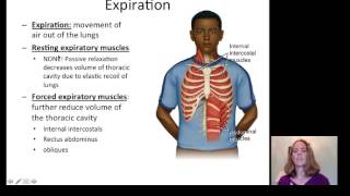 Lecture 20 Respiratory System [upl. by Ahsinauj]